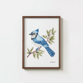Rooted in Blue - Blue Jay Bird Watercolor Print