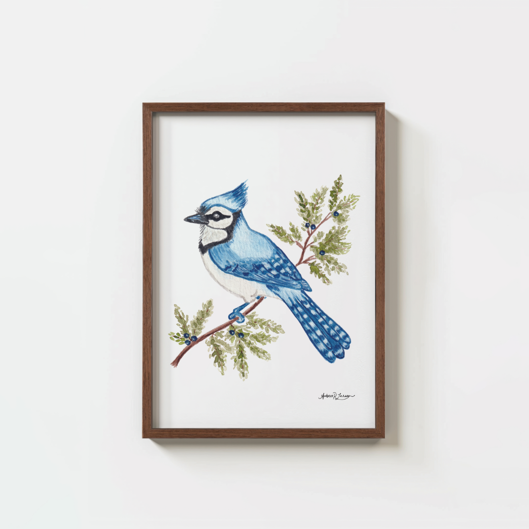 Rooted in Blue - Blue Jay Bird Watercolor Print